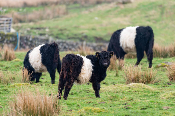 piccolo gruppo di bovini galoppo con cintura - galloway foto e immagini stock