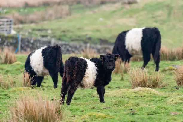 Black beef cattle with a white strip known as Belted Galloway iconic in the Galloway region of south west Scotland
