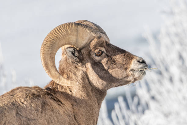 istock Bighorn sheep in rut 1131868735