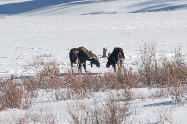 istock Bull moose grazing and aat times sparring in snow 1131869522