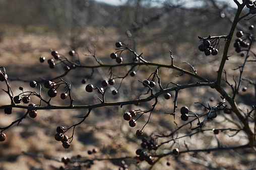Early spring sunny and windy day branch of dried berries 
 dry rowan
