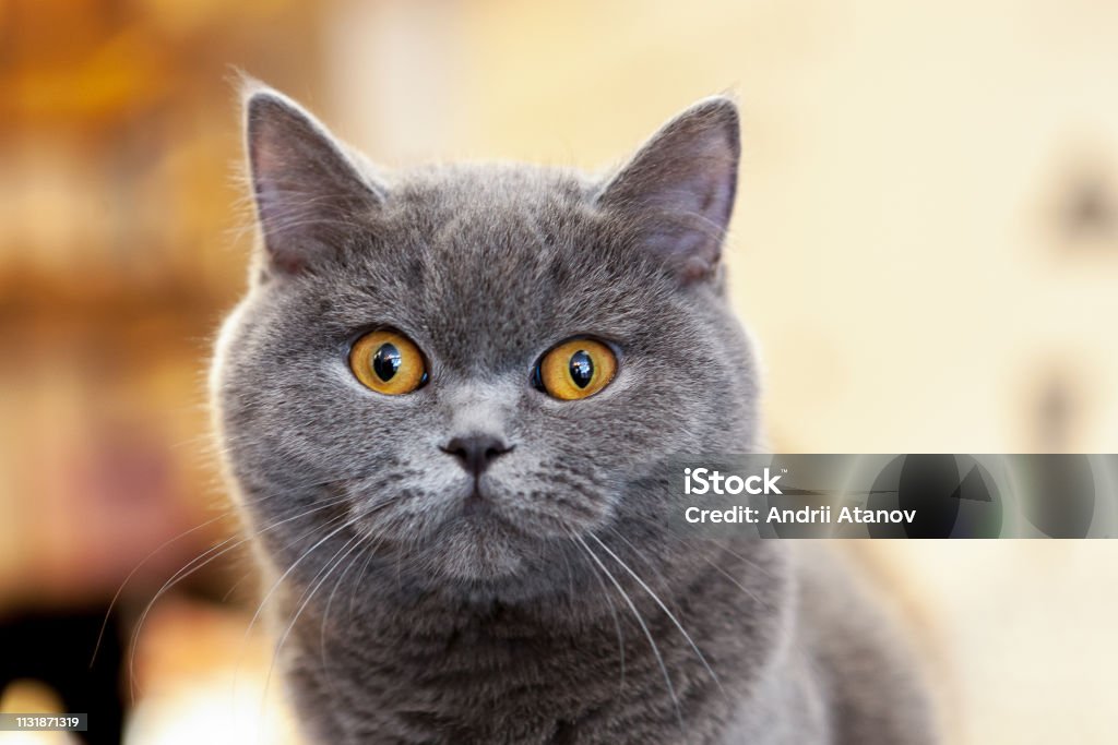 beautiful portrait of a British Shorthair lilac. the cat looks and waits. playful cat waiting for a toy. beautiful portrait of a British Shorthair lilac. the cat looks and waits. playful cat waiting for a toy. for decoration and design British Shorthair Cat Stock Photo