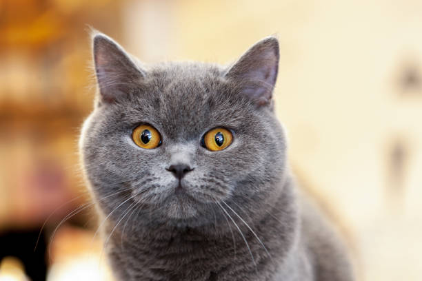 beautiful portrait of a British Shorthair lilac. the cat looks and waits. playful cat waiting for a toy. beautiful portrait of a British Shorthair lilac. the cat looks and waits. playful cat waiting for a toy. for decoration and design british shorthair cat photos stock pictures, royalty-free photos & images