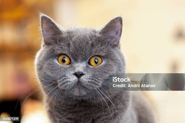 Beautiful Portrait Of A British Shorthair Lilac The Cat Looks And Waits Playful Cat Waiting For A Toy Stock Photo - Download Image Now