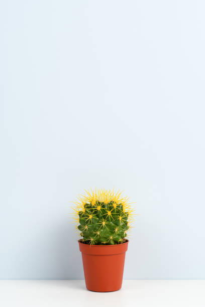 istock Small cactus in pot on shelf near wall 1131872706