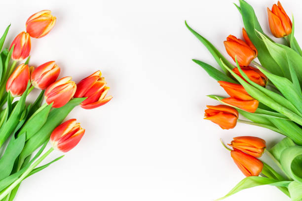 istock Red tulips flowers on white background 1131872734