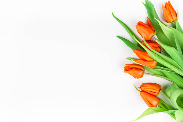 istock Red tulips flowers on white background 1131872836