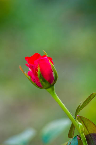 istock Red Rose flower. Nature. close up, selective focus 1131873222