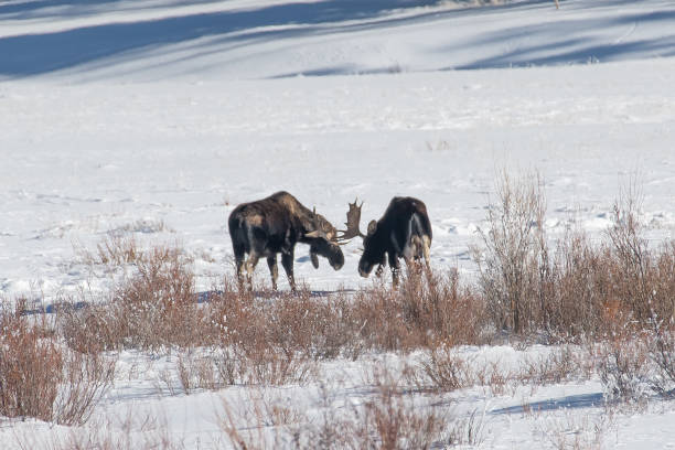istock Bull moose grazing and aat times sparring in snow 1131873259