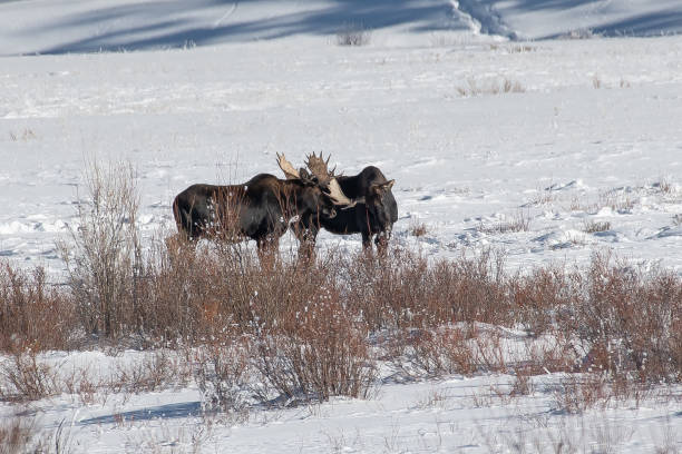 istock Bull moose grazing and aat times sparring in snow 1131873921