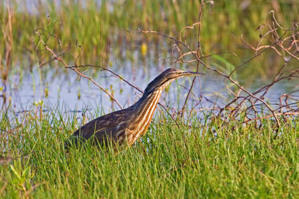 istock American Bittern, Botaurus lentiginosus in marsh 1131874220
