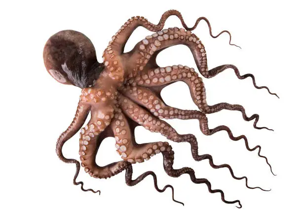 Photo of Octopus isolated on white background close-up.
