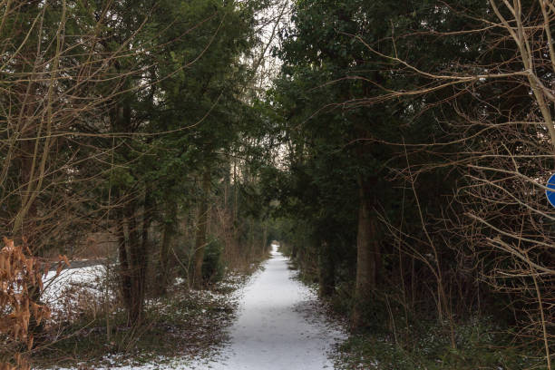 istock snow covered dark path in the woods among trees 1131876116