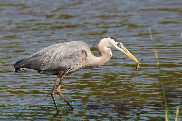istock Great Blue Heron, Ardea herodias, with small fish 1131876135