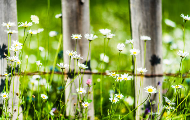 istock Daisies and hydrangeas growing along wooden fence 1131876335