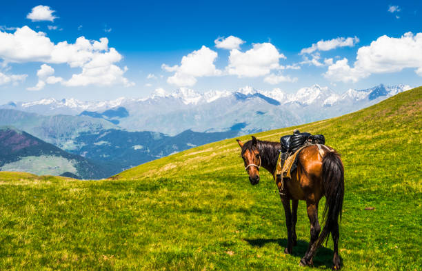 view on horse in scenic landscape of tusehti, georgia - tusheti imagens e fotografias de stock