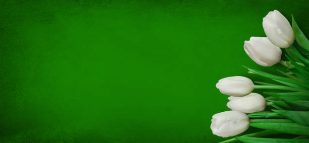 istock Spring template with bouquet of white tulips flowers 1131878609
