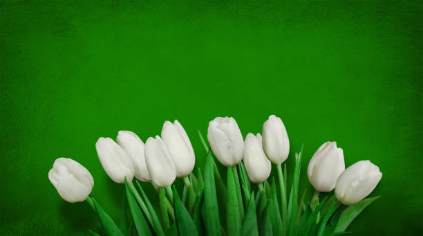 Spring Green background with white tulip flowers Green background with white tulip flowers. Border of tulip flowers on bright green background. Beautiful Greeting Card for Mother's Day, March 8. Flat lay. Spring Mockup Web banner With Copy Space march month photos stock pictures, royalty-free photos & images