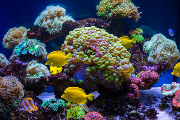 Tropical fish butterfly and corals. Beautiful background of the underwater world stock photo