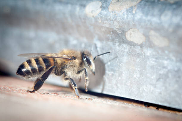 istock Bee honeycombs of honey 1131879263