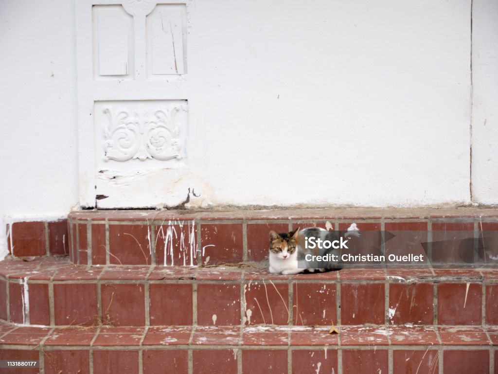 A cat is lying peacefully on the stairs of an abandoned house. Alley Stock Photo