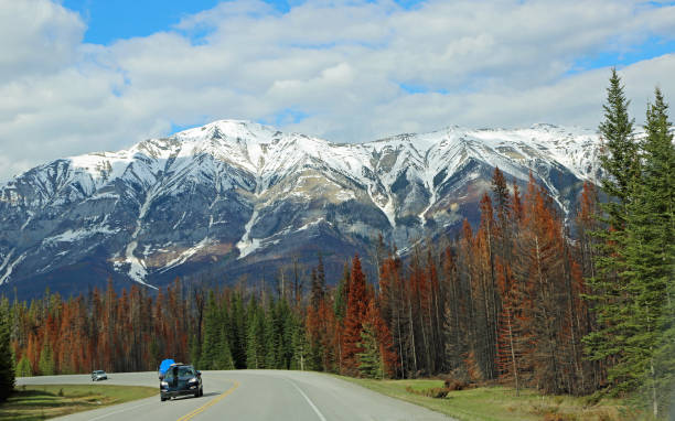 istock Burned trees in Kootenay NP 1131880473