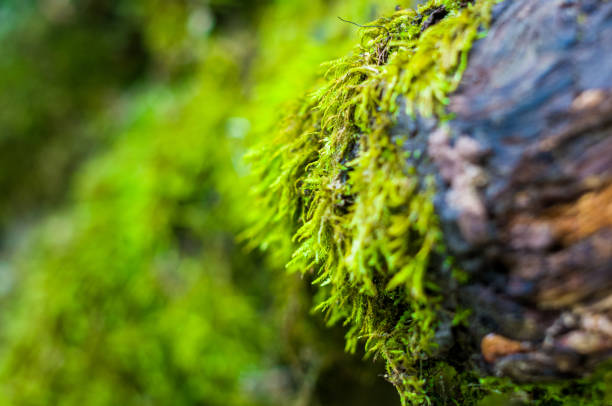 istock Long green moss covering cracked rocks and tree roots in the forest, selective focus 1131882089