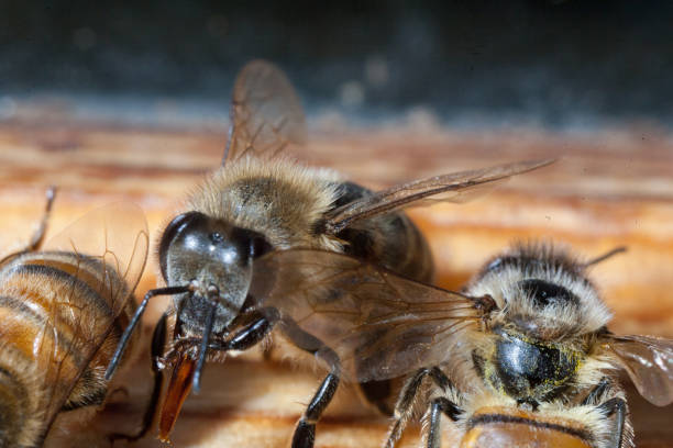 istock Bee honeycombs of honey 1131883079
