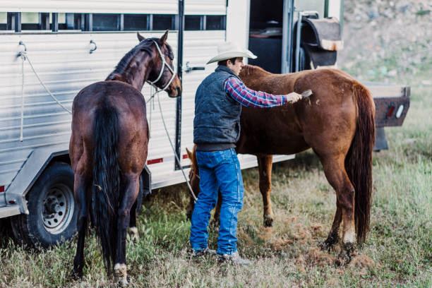 istock Young cowboy grooming his horse. 1131883093