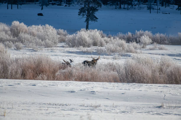istock Bull moose grazing in snow 1131884408