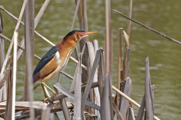 istock Male Least Bittern, Ixobrychus exilis, in marsh 1131884759