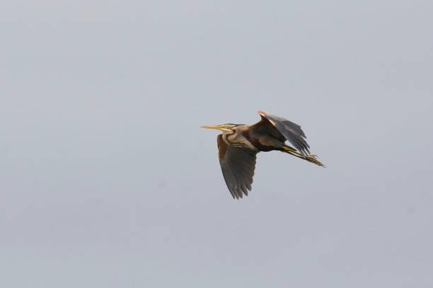 istock Purple Heron, Ardea purpurea, flying 1131884802