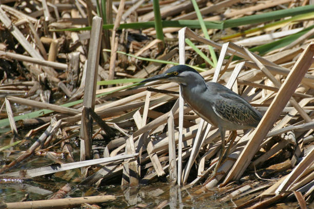 istock Striated Heron, Butorides striata, in reeds 1131884836