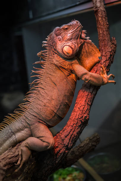 istock Resting leguan lizard in terrarium 1131884910
