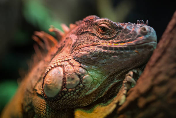istock Resting leguan lizard in terrarium 1131884916