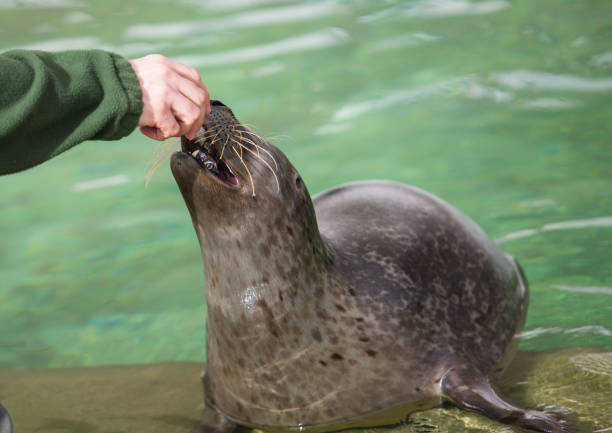 Feeding seal with fish in zoo