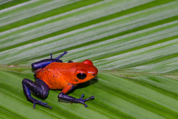 istock Strawberry Poison Dart Frog 1131886530