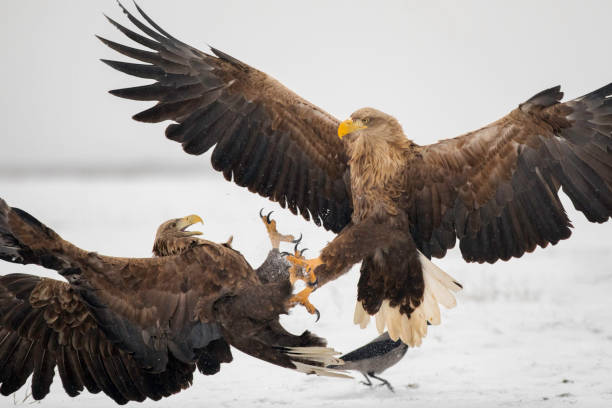 istock Two White Tailed Eagles fighting in the snowy land. 1131887287