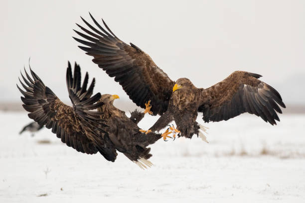 Two White Tailed Eagles fighting in the snowy land. Two rival, adult White Tailed Eagles fighting in the snowy land in winter with long talons, large wings, yellow beaks in their natural wild habitat. white tailed stock pictures, royalty-free photos & images