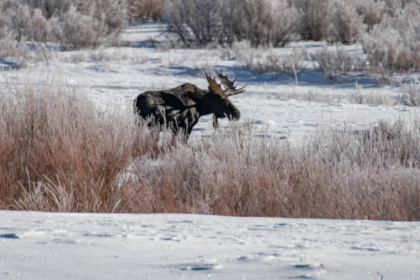 istock Bull moose grazing in snow 1131887527