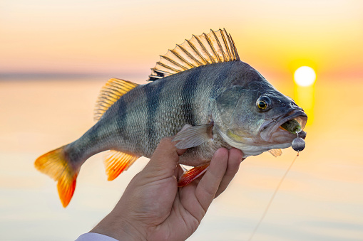 Perch fish trophy in hand of fisherman above water on sunset background