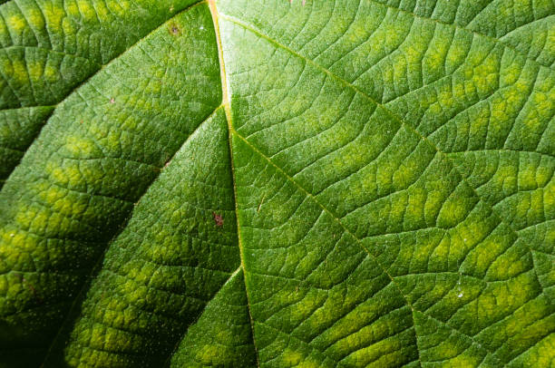 istock Green kiwi leaves on the vine, close up 1131888506