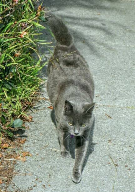 istock Grey Cat - Female - Friendly playful young cat - Outdoor 1131889286