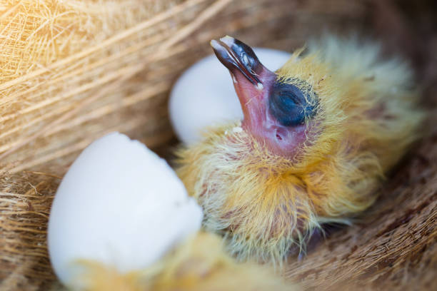 little pigeon in the nest , baby birds just hatching from egg, startup concept