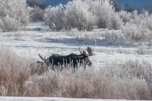 istock Bull moose grazing in snow 1131889502