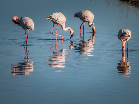 Lake Nakuru, KENYA - September, 2018. A group of pink flamingos seek fish and molluscs in the waters of an African lake at dawn