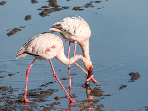 Lake Nakuru, KENYA - September, 2018. Two pink flamingos search for fish and molluscs in the waters of an African lake at dawn