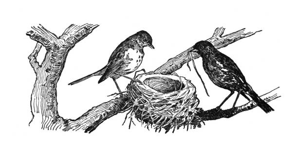 native american indian ilustracje - ptaki budowy gniazda - ilustracja - 1898 stock illustrations