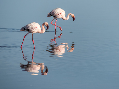 Lake Nakuru, KENYA - September, 2018. Two pink flamingos search for fish and molluscs in the waters of an African lake at dawn