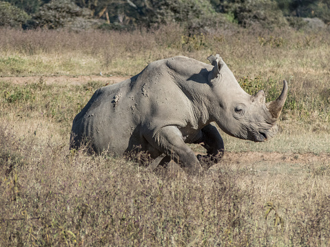 Lake Nakuru, KENYA - September, 2018. A rhinoceros rests in the savannah on a sunny day